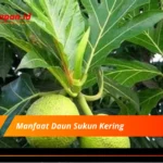 Manfaat Daun Sukun Kering