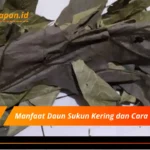 Manfaat Daun Sukun Kering dan Cara Mengolahnya