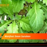 Manfaat Daun Suruhan