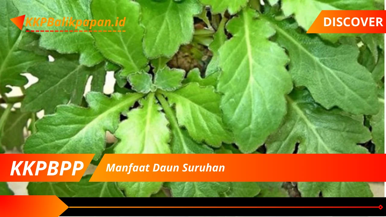 Manfaat Daun Suruhan