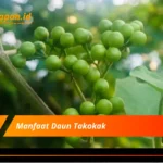 Manfaat Daun Takokak