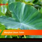 Manfaat Daun Talas