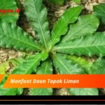 Manfaat Daun Tapak Liman