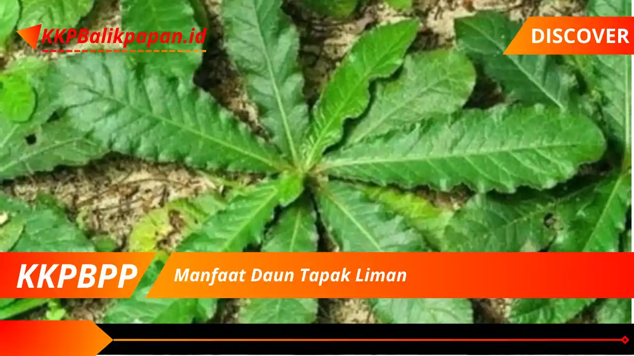 Manfaat Daun Tapak Liman