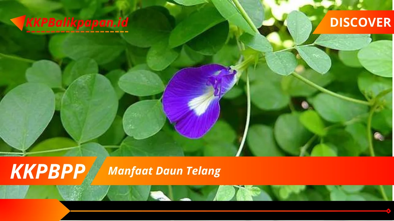 Manfaat Daun Telang