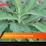 Manfaat Daun Tempuyung