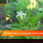 Manfaat Daun Tempuyung untuk Lambung