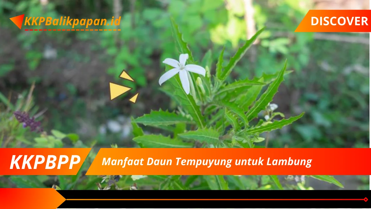 Manfaat Daun Tempuyung untuk Lambung