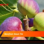 Manfaat Daun Tin