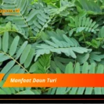 Manfaat Daun Turi