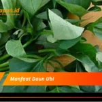 Manfaat Daun Ubi