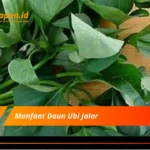 Manfaat Daun Ubi Jalar