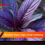 Manfaat Daun Ungu untuk Lambung