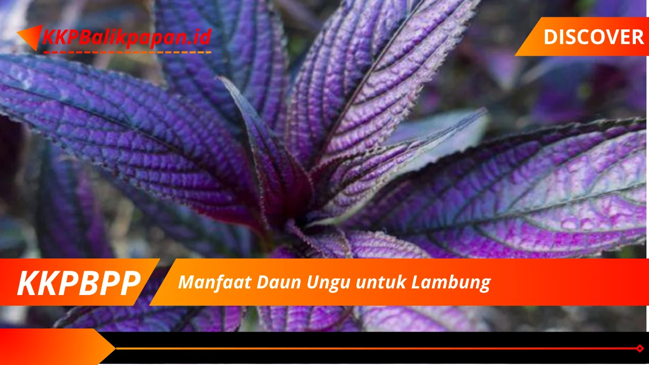 Manfaat Daun Ungu untuk Lambung