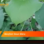 Manfaat Daun Waru