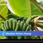 Manfaat Pohon Pisang