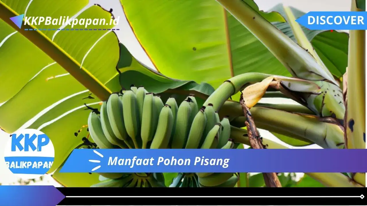 Manfaat Pohon Pisang