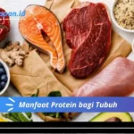 Manfaat Protein bagi Tubuh