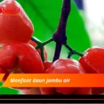 Manfaat daun jambu air