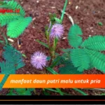 manfaat daun putri malu untuk pria